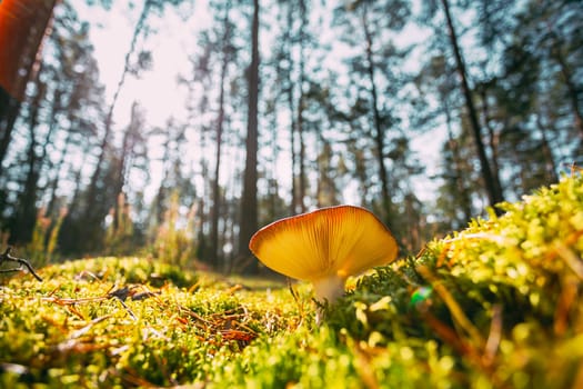 Mushroom Russula emetica - sickener, emetic russula, or vomiting russula. Autumn Forest. Conditionally edible fungus. Sunshine Sunlight Through Woods Landscape. Belarus, Europe.