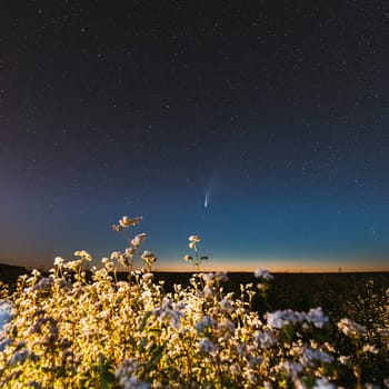 Europe. 18 July 2020. Comet Neowise C/2020 F3 In Night Starry Sky Above Flowering Buckwheat Agricultural Field. Night Stars In July Month. Comet At A Distance Of 104 Million Kilometres.