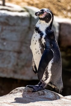 Humboldt penguin (Spheniscus humboldti) - Chile