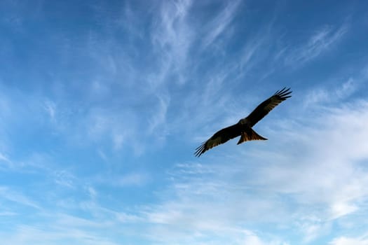 Flying red kite (Milvus milvus) on British sky