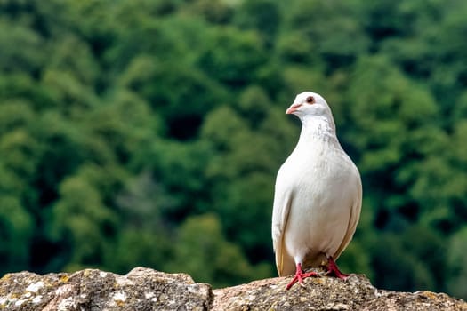 Wild white pigeon on the wall in Chepstow, Monmouthshire, Wales, United Kingdom