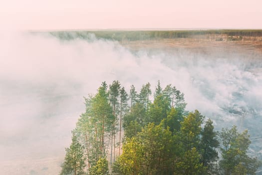 Aerial View. Spring Dry Grass Burns During Drought Hot Weather. Bush Fire And Smoke In Pine Forest. Wild Open Fire Destroys Grass. Nature In Danger. Ecological Problem Air Pollution.