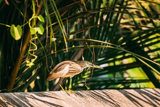 Goa, India. Indian Pond Heron Sitting On Fence In Sunny Day.