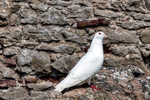 Wild white pigeon on the wall in Chepstow, Monmouthshire, Wales, United Kingdom
