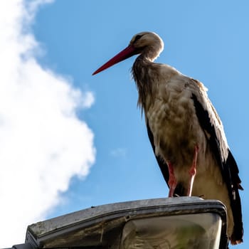 White stork (Ciconia ciconia) on the street lamp - Choczewo, Pomerania, Poland