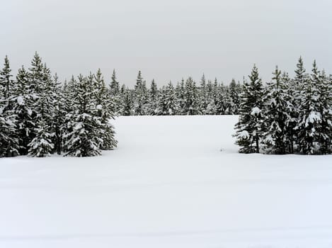 Douglas Fir covered with snow in Yellowstone National Park