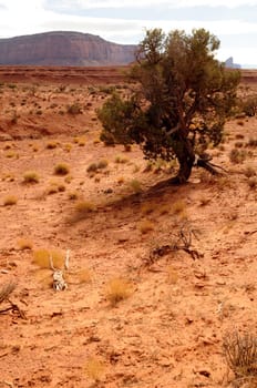 Juniper tree Monument Valley north east Arizona Navajo Nation USA