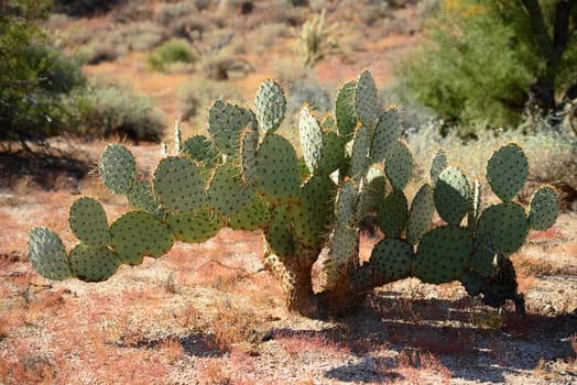 Large and widespread green prickly pear cactus