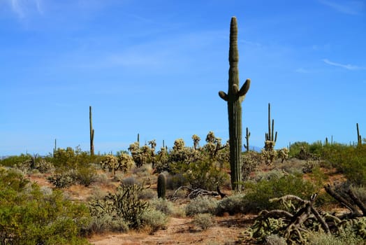 Cacti in the Sonora desert in central Arizona USA