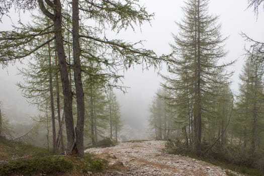foggy forest in Lienz Dolomites in Austria. East Tyrol
