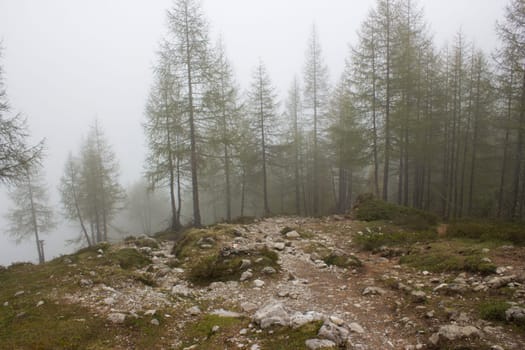 foggy forest in Lienz Dolomites in Austria. East Tyrol
