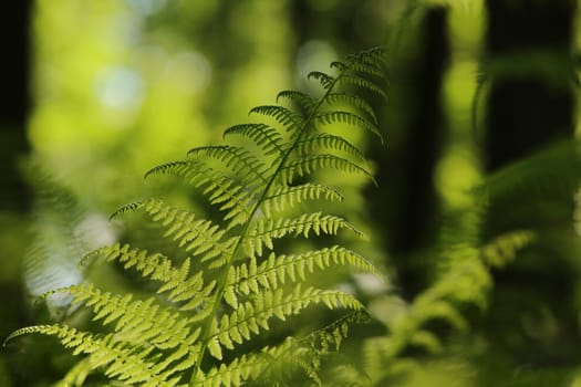 Fern in the forest on a sunny spring morning