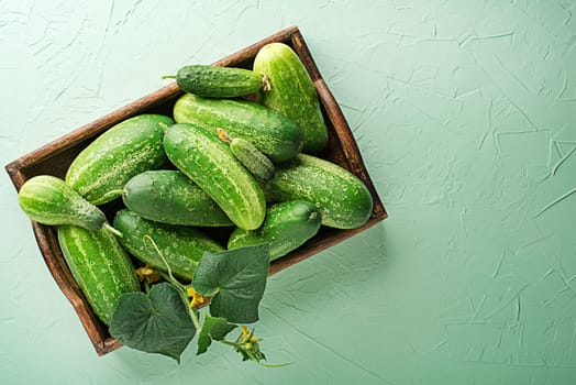 Cucumber on green texture background. Cucumbers harvest in summer. Cucumbers for salads or canning. Summer vegetables.