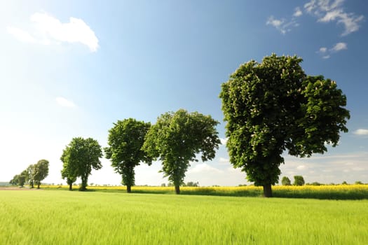 Chestnut trees in a grain field on a spring morning