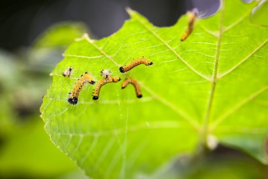 A few yellow caterpillars on the underside of a leaf.