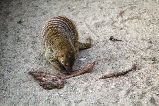 A kind of coati eating meat scraps.