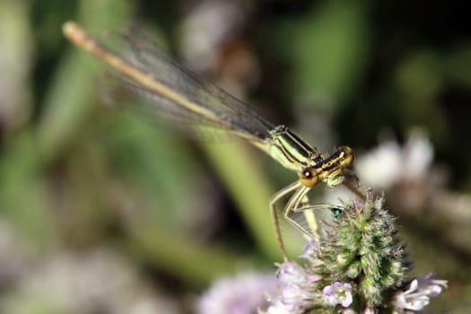 Gemeine Federlibelle ( Platycnemis pennipes) auf einer Minze (Mentha sp.)