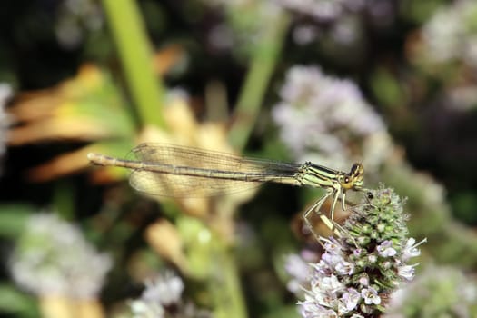 Gemeine Federlibelle ( Platycnemis pennipes) auf einer Minze (Mentha sp.)