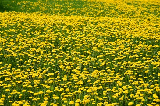 Beautiful yellow blooming dandelion meadow