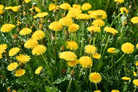 Beautiful yellow blooming dandelion meadow