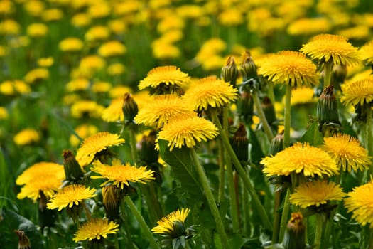 Beautiful yellow blooming dandelion meadow