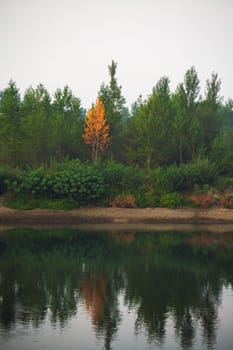 Dense forest with canopies of green trees and one colorful yellow canopie in autumn.