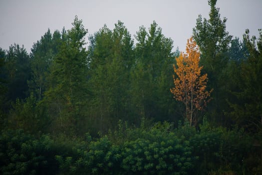 Dense forest with canopies of green trees and one colorful yellow canopie in autumn.