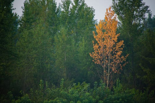 Dense forest with canopies of green trees and one colorful yellow canopie in autumn.