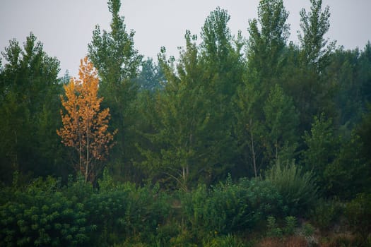 Dense forest with canopies of green trees and one colorful yellow canopie in autumn.