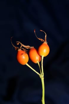 Red wild fruits close up background rosa rubiginosa family rosaceae high quality big size botanical prints