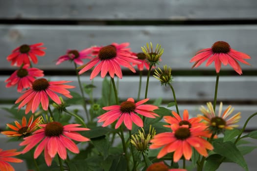 coneflower echinacea in bloom red and orange flowers in a garden