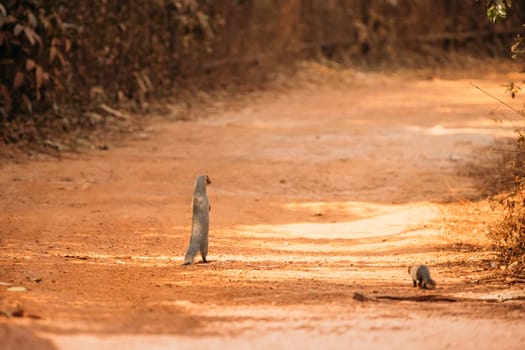 Goa, India. Indian Grey Mongoose Walking On Its Hind Legs.