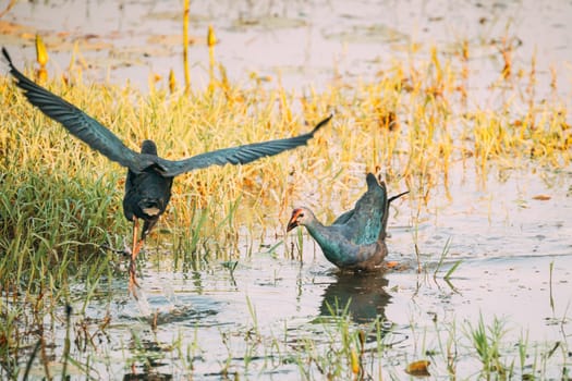 Goa, India. Grey-headed Swamphen Birds In Morning Looking For Food In Swamp. Porphyrio Poliocephalus.