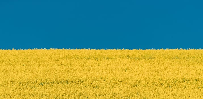 Yellow Rapeseed Field And Blue Sky In Summer Sunny Day. Landscape Like Flag Of Ukraine.
