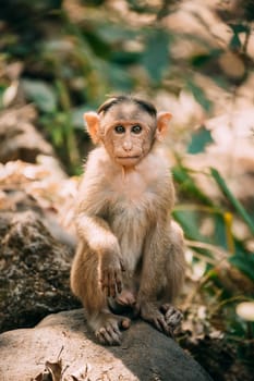Goa, India. Young Bonnet Macaque - Macaca Radiata Or Zati Sitting On Stone. Portrait Of Cub. Monkey.
