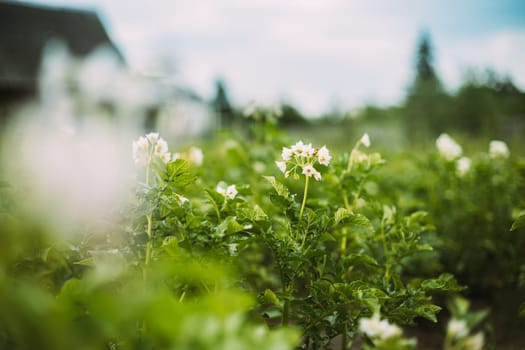 Close Flowering Blooming Green Vernal Sprouts Of Potato Plant Or Solanum Tuberosum Growing On Plantation In Spring Summer.