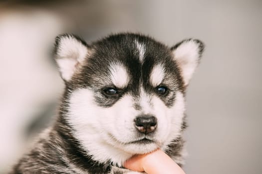 Four-week-old Husky Puppy Of White-gray-black Color Close Up Portrait.