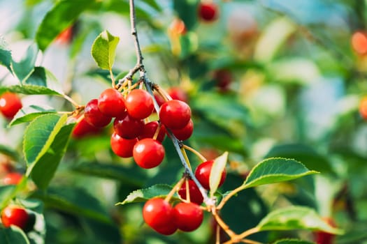 Red Ripe Cherry Berries Prunus subg. Cerasus on tree In Summer Vegetable Garden.