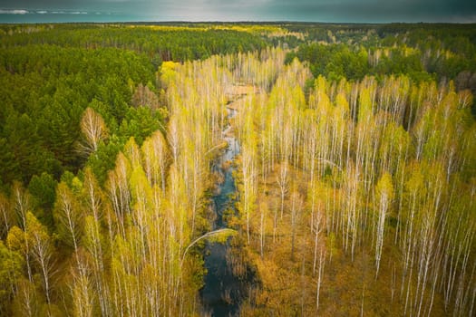 Spring Season. Aerial View. Young Birches Grow Among Small Marsh Bog Swamp. Deciduous Trees With Young Foliage Leaves In Landscape In Early Spring.