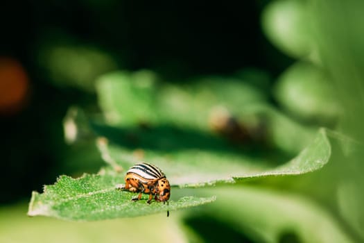 Colorado Striped Beetle - Leptinotarsa Decemlineata. This Beetle Is A Serious Pest Of Potatoes.