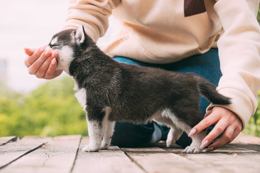 Four-week-old Husky Puppy Of White-gray-black Color Eating From Hands Of Owner.
