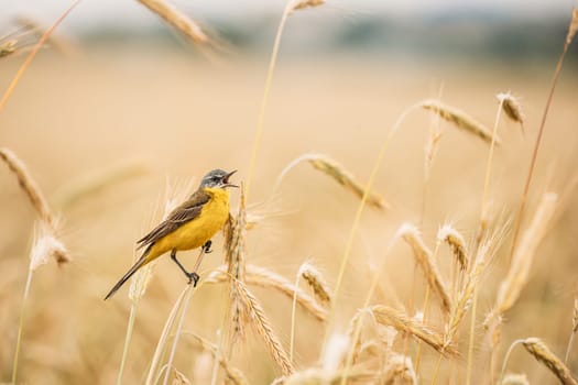 Western Yellow Wagtail. Motacilla Flava Is A Small Passerine In The Wagtail Family Motacillidae, Which Also Includes The Pipits And Longclaws. This Species Breeds In Much Of Temperate Europe And Asia. Belarus.