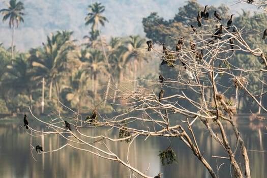 Carambolim Lake, Goa, India. The Indian Cormorants Sits On Tree Branches  In Sunny Morning.  Indian Shag (Phalacrocorax Fuscicollis) Is A Member Of The Cormorant Family.