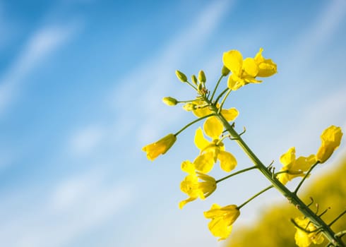 rapeseed canola or colza on blue sky background