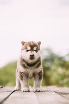 Four-week-old Husky Puppy Of White-brown Color Standing On Wooden Ground With Closed Eyes.