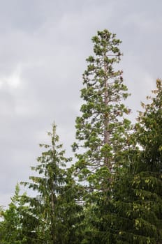 Giant sequoia also known as giant redwood (Sequoiadendron giganteum)