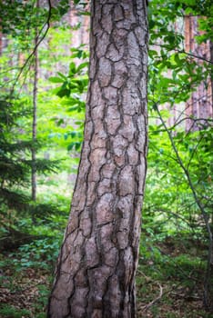 texture of a bark of a tree