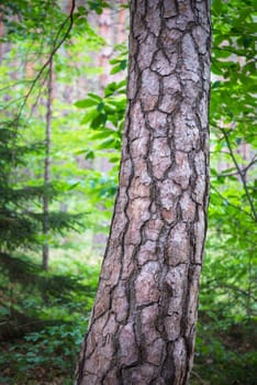 texture of a bark of a tree