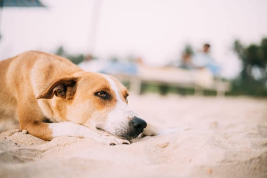 Homeless Red Mixed Breed Dog Resting Outdoor On Sand.