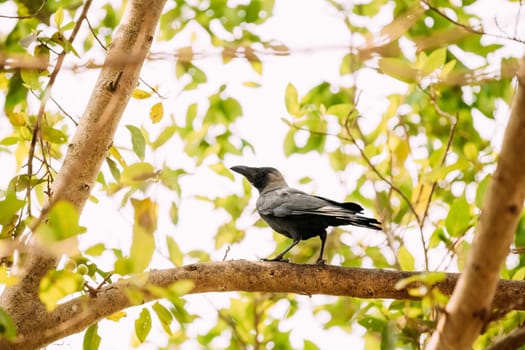 Goa, India. House Crow Sitting On Branch Of Tree.